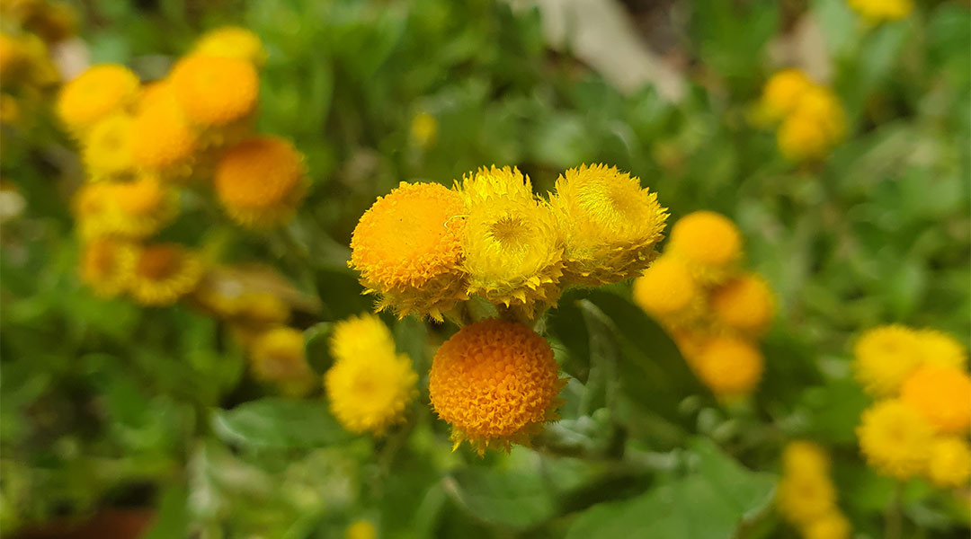 Beautiful yellow flowers in a lush garden in victoria.